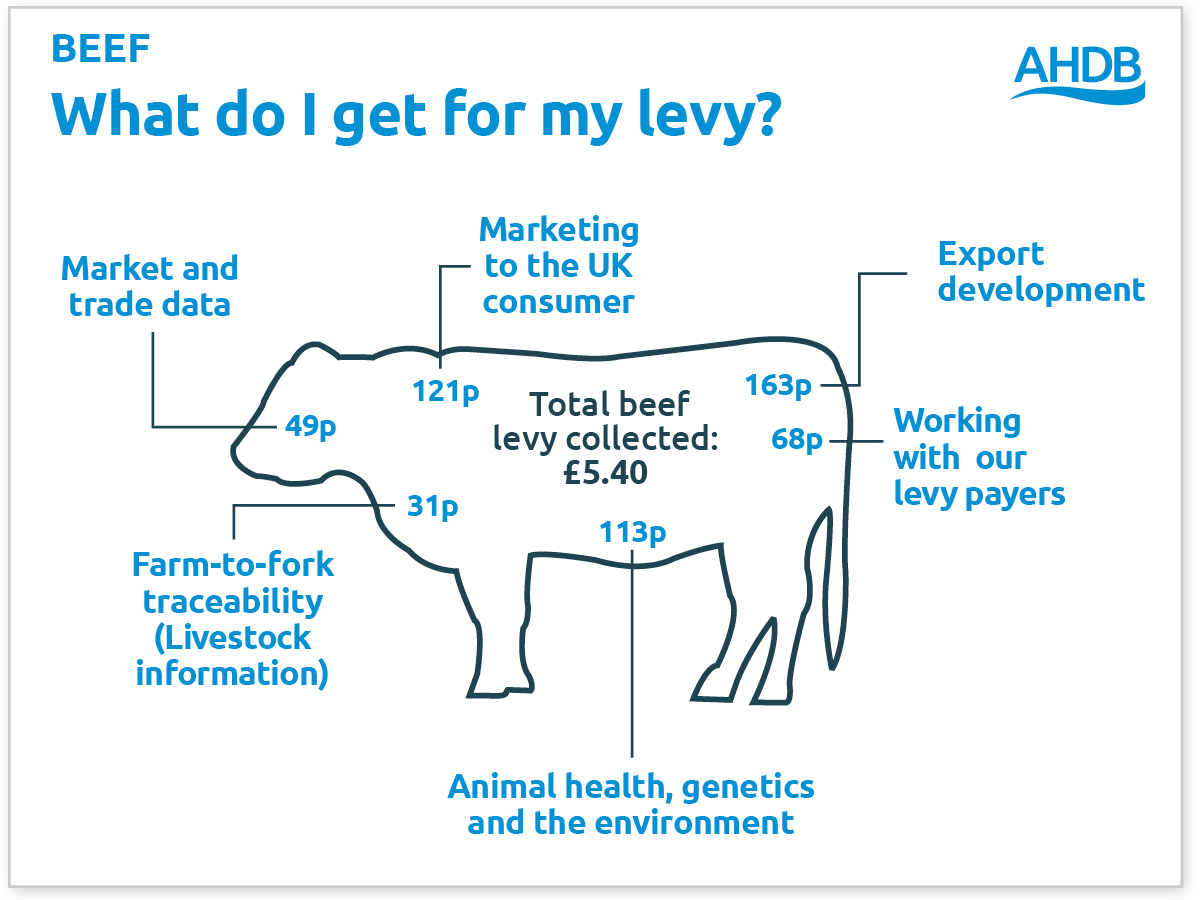 Beef cow what do I get for my levy graphic